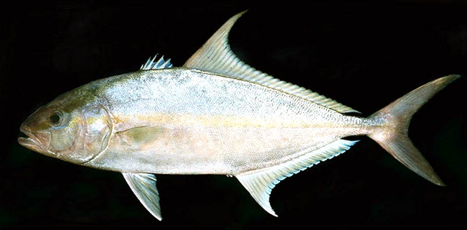 Seriola rivoliana_007